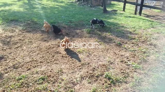 Altos - nueva colombia - granja ecologica - 74 hectareas, foto 3