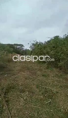 7 hectareas en paraguari cerro leon cod 4678 — foto 3
