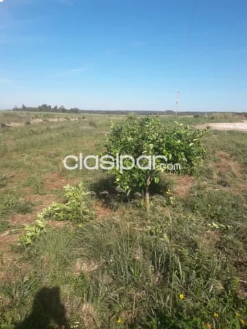 🌱 Gran Oportunidad de Inversión Agrícola 87 Hectáreas Productivas 🌱 — foto 3