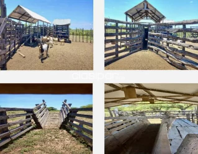 Campo Ganadero en Campo Aceval - 575 Ha — foto 3