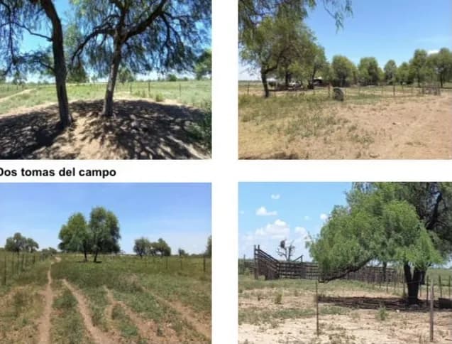 Campo Ganadero en Campo Aceval - 575 Ha — foto 4