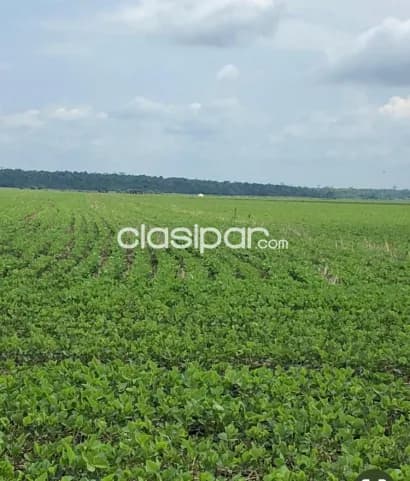 270 has. en Santa Rosa – Misiones, foto 3