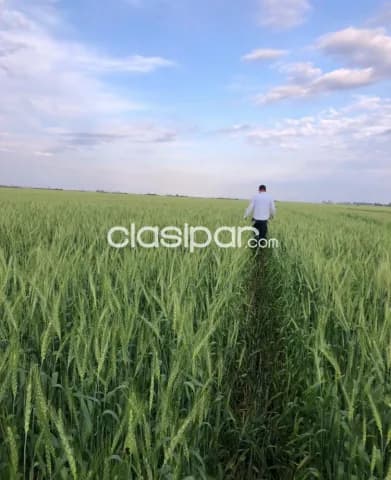 270 has. en Santa Rosa – Misiones, foto 2