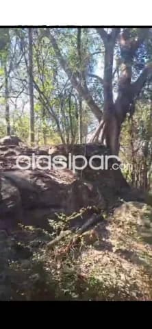 de Estancia/Ganadera en Nueva Colombia, Cordillera, foto 4