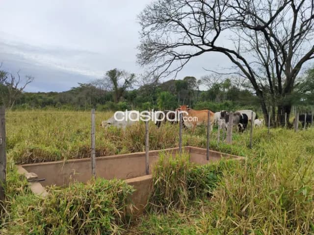 Yaguarón, paraguarí: 15 has, p/ emplotacion ganadera, bosques mixtos, etc — foto 3