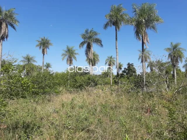 Oferta de 2 ha.entre Samber,Emboscada y Nueva Colombia — foto 3