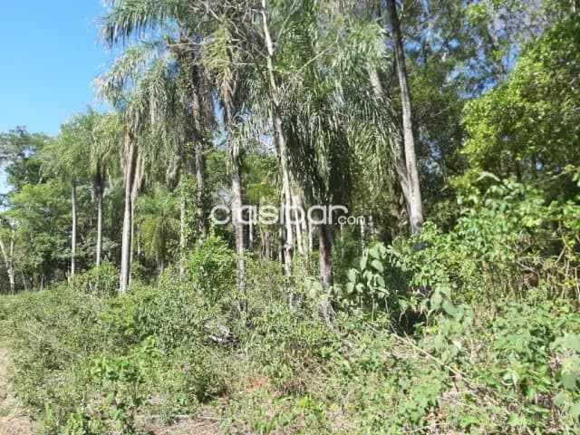 Oferta de 2 ha.entre Samber,Emboscada y Nueva Colombia — foto 4