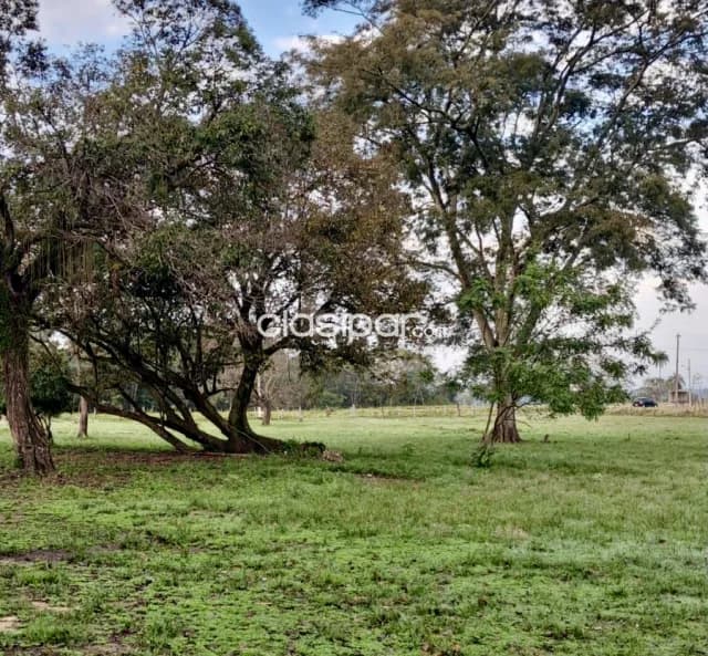 Campo Agrícola/Ganadero en Cecilio Baez sobre Ruta - 200 Ha — foto 3