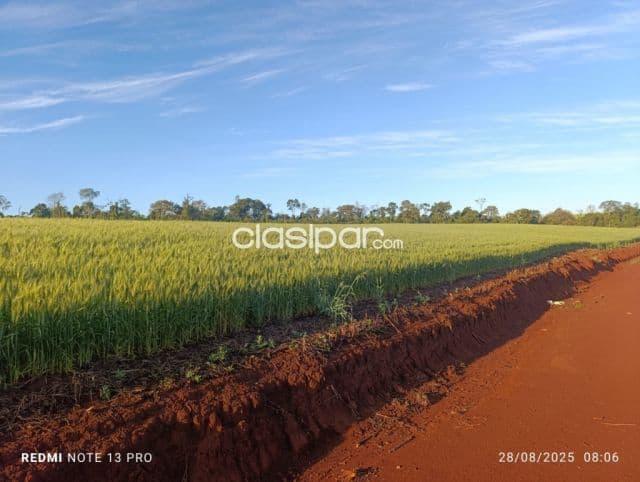 Cedrales, alto paraná: Altamente agricola, utilidad multiple, tierra colorada premium