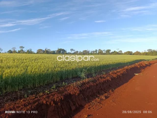 Cedrales, alto paraná: Altamente agricola, utilidad multiple, tierra colorada premium, foto 2