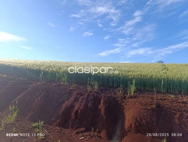 Cedrales, alto paraná: Altamente agricola, utilidad multiple, tierra colorada premium, foto 4