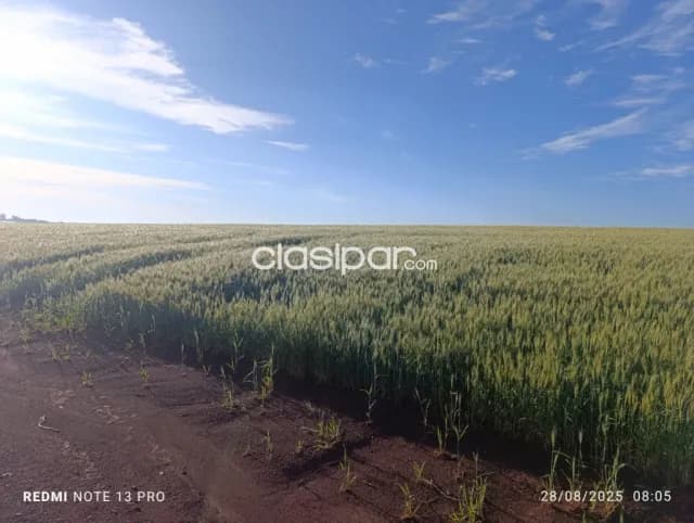 Cedrales, alto paraná: Altamente agricola, utilidad multiple, tierra colorada premium, foto 5
