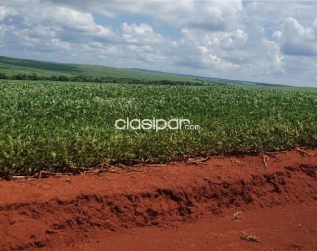 Troncal 3, canindeyú: 404 has, tierra roja premium, alta productividad, 20.000 usd/ha, foto 1