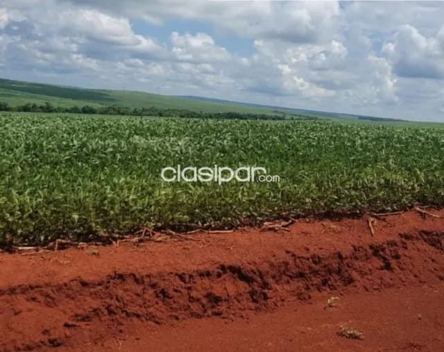 Troncal 3, canindeyú: 404 has, tierra roja premium, alta productividad, 20.000 usd/ha, foto 2