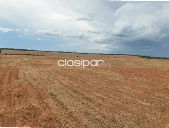 Troncal 3, canindeyú: 404 has, tierra roja premium, alta productividad, 20.000 usd/ha, foto 3