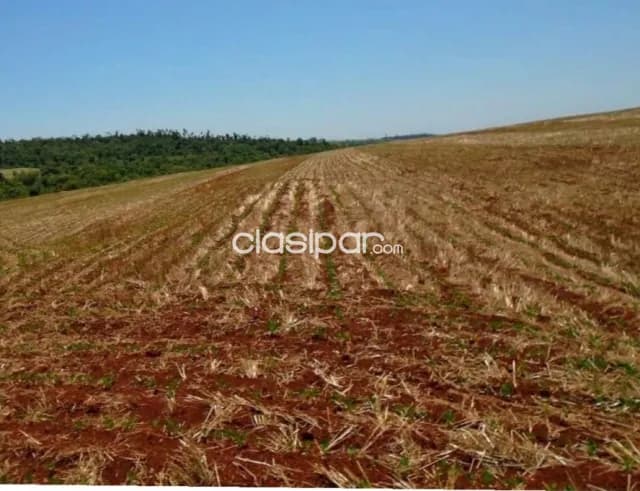 Troncal 3, canindeyú: 404 has, tierra roja premium, alta productividad, 20.000 usd/ha, foto 4