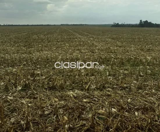 Troncal 3, canindeyú: 404 has, tierra roja premium, alta productividad, 20.000 usd/ha, foto 5