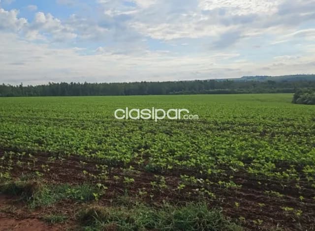 Hernandarias, alto paraná: 388 has, altamente productivas, tierra roja premiun, foto 3