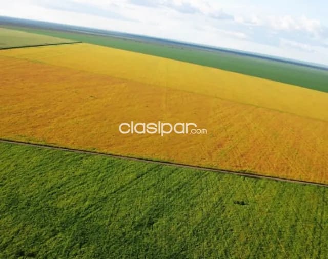 Hernandarias, alto paraná: 388 has, altamente productivas, tierra roja premiun, foto 4
