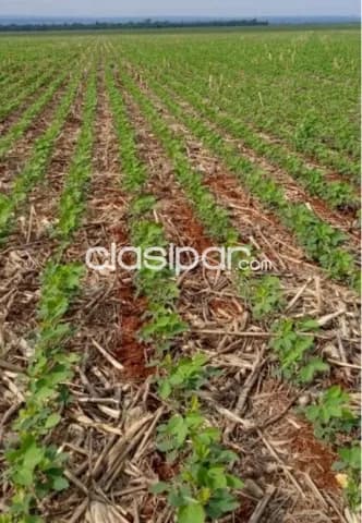 Hernandarias, alto paraná: 388 has, altamente productivas, tierra roja premiun, foto 5