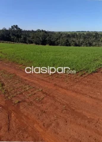 Minga guazú, alto parana, prox. Ruta 02: 689 hect. Mecanizadas, tierra roja premiun, foto 2