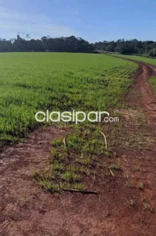 Minga guazú, alto parana, prox. Ruta 02: 689 hect. Mecanizadas, tierra roja premiun, foto 3