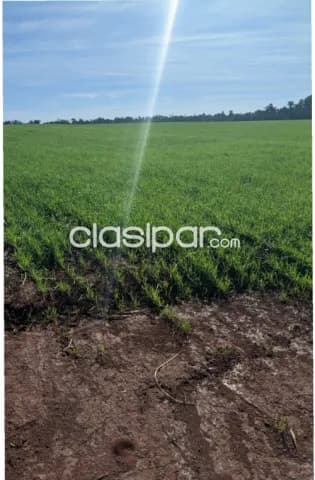 Minga guazú, alto parana, prox. Ruta 02: 689 hect. Mecanizadas, tierra roja premiun, foto 4