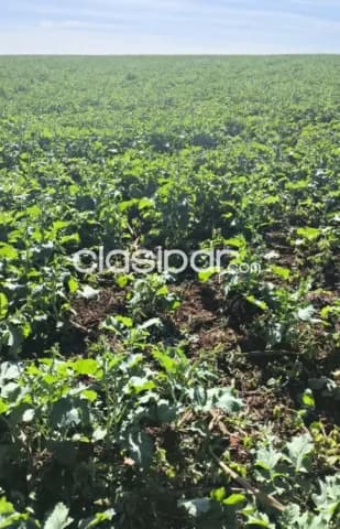 Minga guazú, alto parana, prox. Ruta 02: 689 hect. Mecanizadas, tierra roja premiun, foto 5