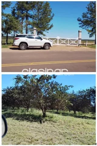 Itapúa/fram. Hohenau, mecanizadas: Tierra roja, mixta y negra c/ infraestructuras + eucali — foto 2