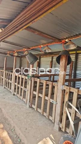 Granja - casa de campo en colonia repatriación, dpto. De caaguazu, 8va línea, foto 5