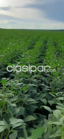San pedro, canindeyú: 1.003 has, mecanizadas y en desarrollo, eucaliptus, reservas, foto 5