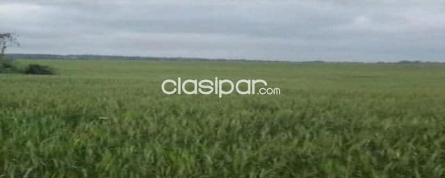 Cedrales, alto paraná: 650 has altamente agrícolas, tierra colorada, mecanizada + infraest, foto 1