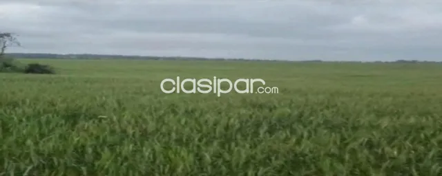 Cedrales, alto paraná: 650 has altamente agrícolas, tierra colorada, mecanizada + infraest, foto 2