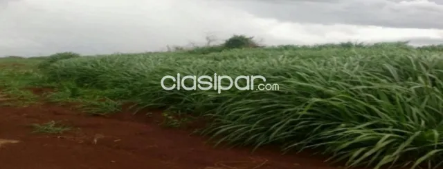 Cedrales, alto paraná: 650 has altamente agrícolas, tierra colorada, mecanizada + infraest, foto 3