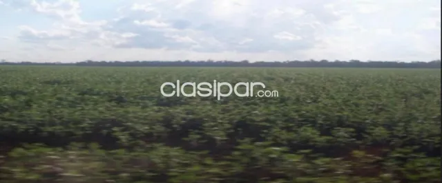 Cedrales, alto paraná: 650 has altamente agrícolas, tierra colorada, mecanizada + infraest, foto 4