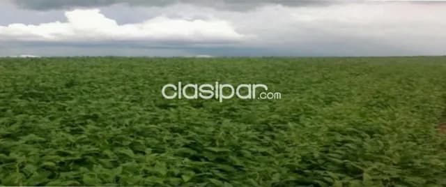 Cedrales, alto paraná: 650 has altamente agrícolas, tierra colorada, mecanizada + infraest, foto 5