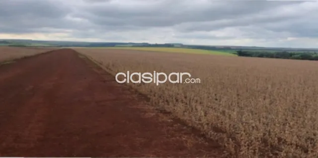 Santa rosa del monday, alto paraná: 1.000 has, tierra roja mecanizada, 18.000 usd/ha — foto 2