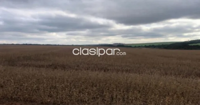Santa rosa del monday, alto paraná: 1.000 has, tierra roja mecanizada, 18.000 usd/ha — foto 3
