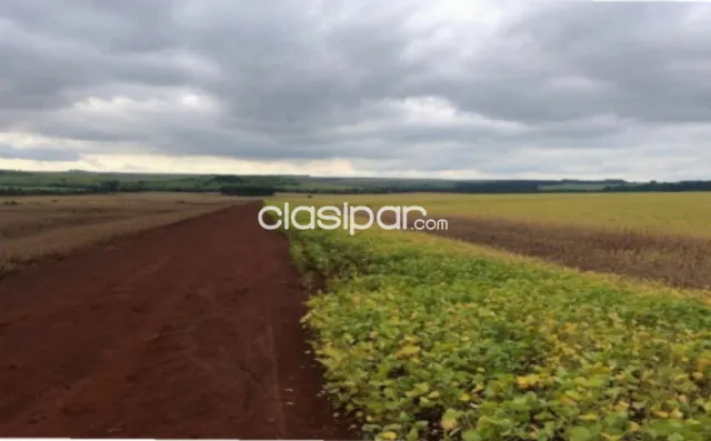 Santa rosa del monday, alto paraná: 1.000 has, tierra roja mecanizada, 18.000 usd/ha — foto 4