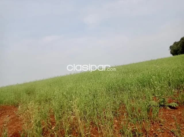 Campo Agrícola Mecanizado en Hohenau 4 sobre Asfalto - 105 Ha, foto 3