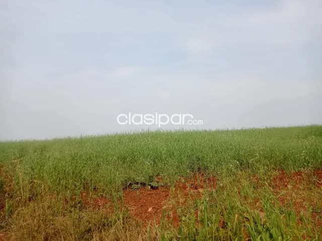 Campo Agrícola Mecanizado en Hohenau 4 sobre Asfalto - 105 Ha, foto 4