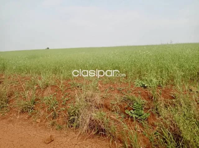 Campo Agrícola Mecanizado en Hohenau 4 sobre Asfalto - 105 Ha, foto 5