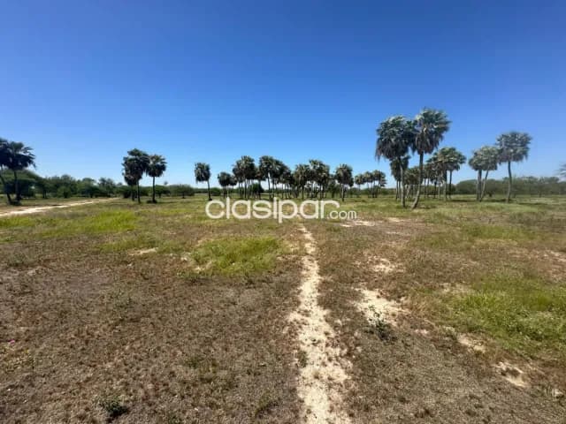 En venta !! 20 y 10 hectáreas en chaco-i sobre ruta internacional — foto 5