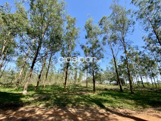 Campo Ganadero en Coronel Oviedo - 203 Ha — foto 4