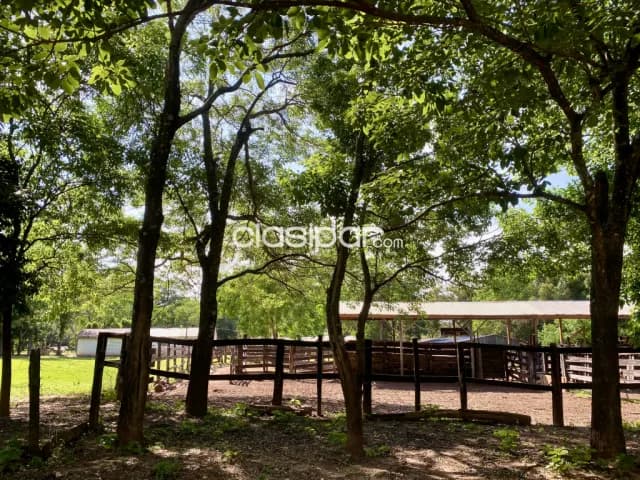 Campo Ganadero en Coronel Oviedo - 203 Ha — foto 5