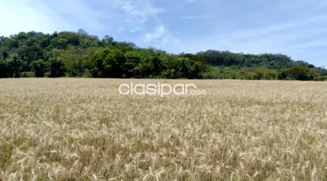 Campo Agrícola Mecanizado en San Pedro del Paraná - 90 Ha — foto 5