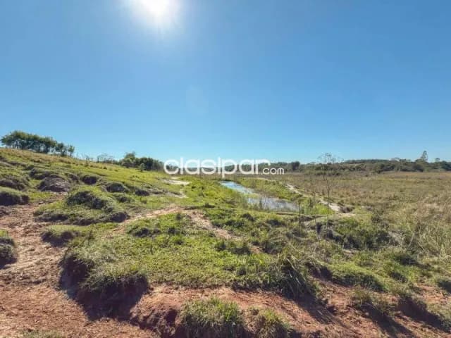 Campo Agrícola/Ganadero en José Domingo Ocampos - 43 Ha — foto 2