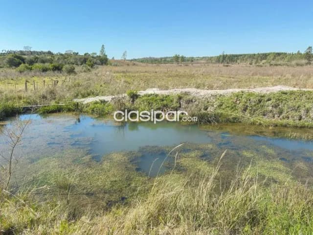 Campo Agrícola/Ganadero en José Domingo Ocampos - 43 Ha — foto 3