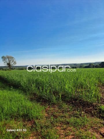 Campo Agrícola/Ganadero en Caaguazú - 49 Ha