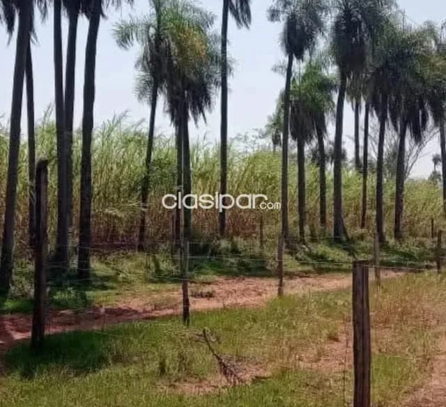 Departamento de paraguari- yaguaron vendo 21 hectáreas zona alta apto para granja y afine — foto 3